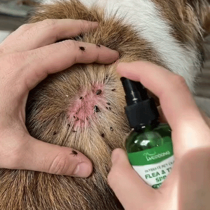 Cuidado y Protección natural de mascotas🍃